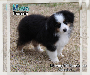 Medium Miniature Australian Shepherd