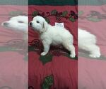 Small Photo #2 Great Pyrenees Puppy For Sale in ALTAVISTA, VA, USA