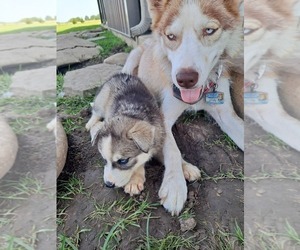 Mother of the Siberian Husky puppies born on 12/20/2022