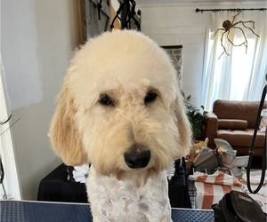 Goldendoodle-Poodle (Standard) Mix Puppy for sale in FLAT ROCK, NC, USA