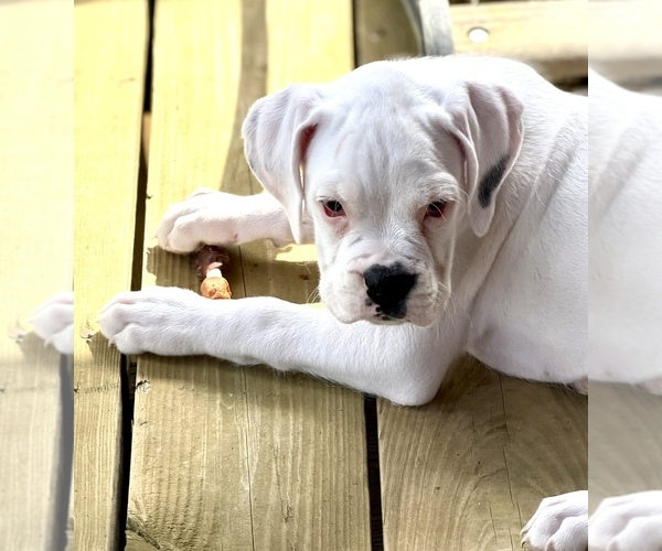 Medium Photo #3 Boxer Puppy For Sale in GENESEE, PA, USA