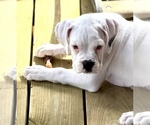 Small #2 Boxer