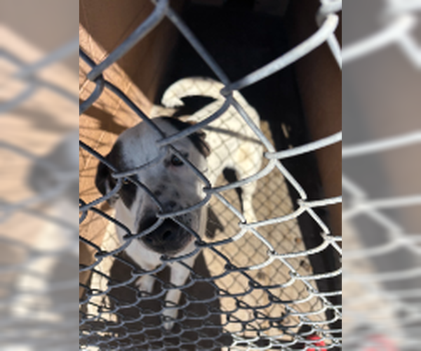 Medium Photo #3 American Pit Bull Terrier-Unknown Mix Puppy For Sale in Las Vegas, NM, USA