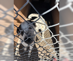 Small #2 American Pit Bull Terrier Mix