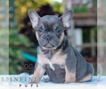 Small #3 French Bulldog