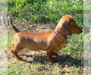 Mother of the Chiweenie puppies born on 06/07/2026