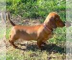 Small Photo #1 Chiweenie Puppy For Sale in HUBERT, NC, USA