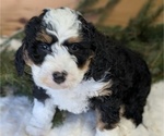 Puppy 1 Bernedoodle (Miniature)