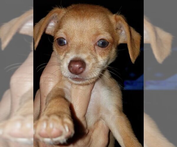 Medium Photo #17 Chihuahua-Unknown Mix Puppy For Sale in Spring, TX, USA