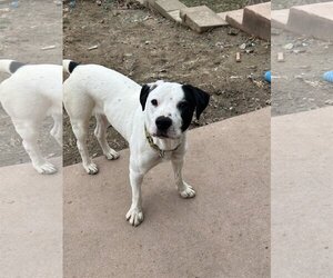 Labrador Retriever-Unknown Mix Dogs for adoption in Hillsboro, MO, USA