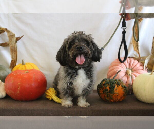 Medium Photo #2 Shih Tzu Puppy For Sale in Chestertown, MD, USA