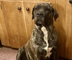 Small Photo #1 Presa Canario-Siberian Husky Mix Puppy For Sale in LARAMIE, WY, USA