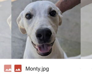 Monty (in foster) - Male Mutt Dog for Adoption - Photo #2