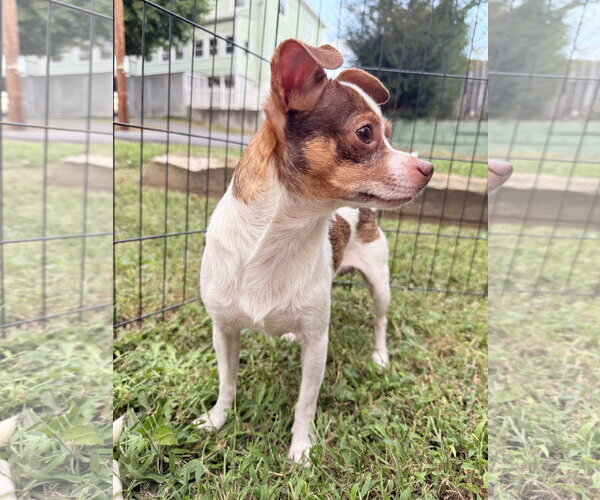 Medium Photo #1 Chihuahua-Unknown Mix Puppy For Sale in Forest, VA, USA