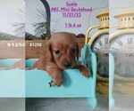 Small Photo #2 Dachshund Puppy For Sale in TOPEKA, IN, USA