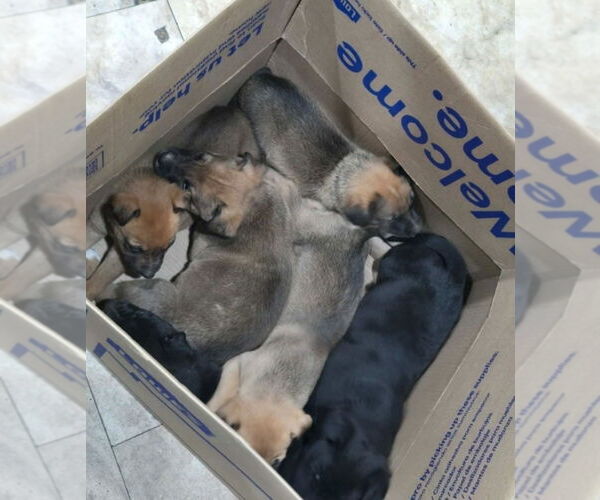 Medium Photo #4 German Shepherd Dog-Unknown Mix Puppy For Sale in Lakewood, CO, USA