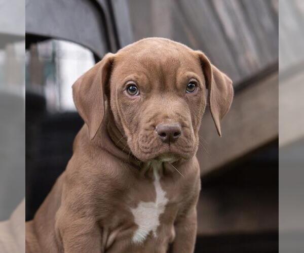 Medium Photo #2 Labrador Retriever-Unknown Mix Puppy For Sale in San Diego, CA, USA