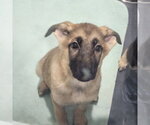Small #1 Mutt