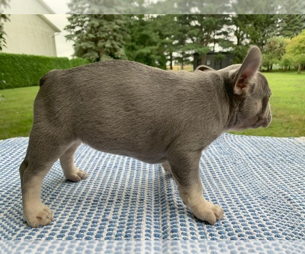 Medium Photo #17 French Bulldog Puppy For Sale in BREMEN, IN, USA