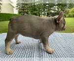 Small Photo #17 French Bulldog Puppy For Sale in BREMEN, IN, USA