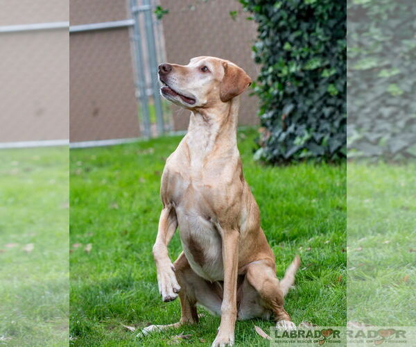 Medium Photo #4 Labrador Retriever-Unknown Mix Puppy For Sale in Clovis, CA, USA