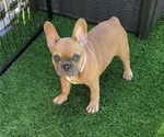 Small #5 French Bulldog