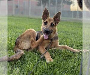 German Shepherd Dog Dogs for adoption in Modesto, CA, USA