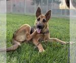 Small German Shepherd Dog