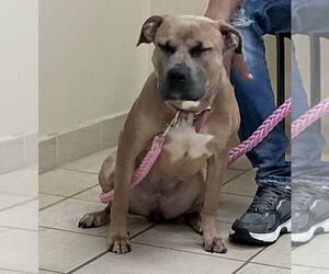 American Pit Bull Terrier Dogs for adoption in Virginia Beach, VA, USA
