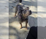 Small #6 American Pit Bull Terrier-Labrador Retriever Mix