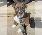 Small #6 American Pit Bull Terrier Mix