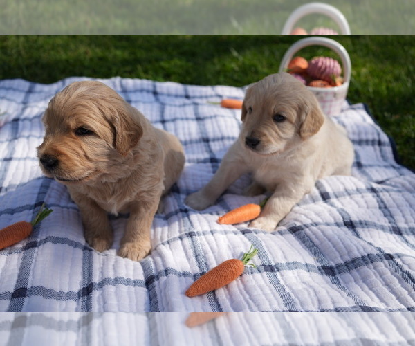 Medium Photo #21 Goldendoodle Puppy For Sale in MATTHEWS, NC, USA