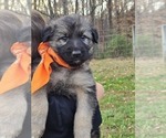 Puppy Orange German Shepherd Dog