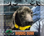 Brooks Dunn - Male Dachshund Dog for Adoption - Small photo