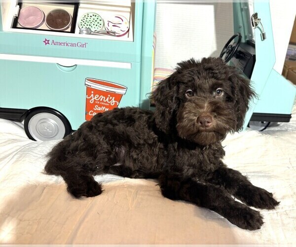 Medium Photo #3 Schnoodle (Miniature) Puppy For Sale in MORENO VALLEY, CA, USA