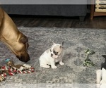 Small Photo #24 French Bulldog Puppy For Sale in FOUNTAIN CITY, IN, USA