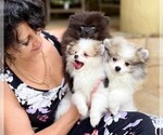 Small Photo #7 Pomeranian Puppy For Sale in WINDERMERE, FL, USA