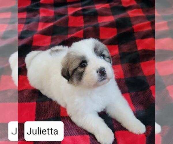 Medium Photo #1 Great Pyrenees Puppy For Sale in COLUMBIA, MO, USA