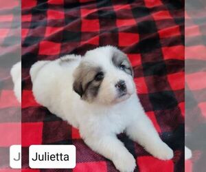 Great Pyrenees Puppy for sale in COLUMBIA, MO, USA