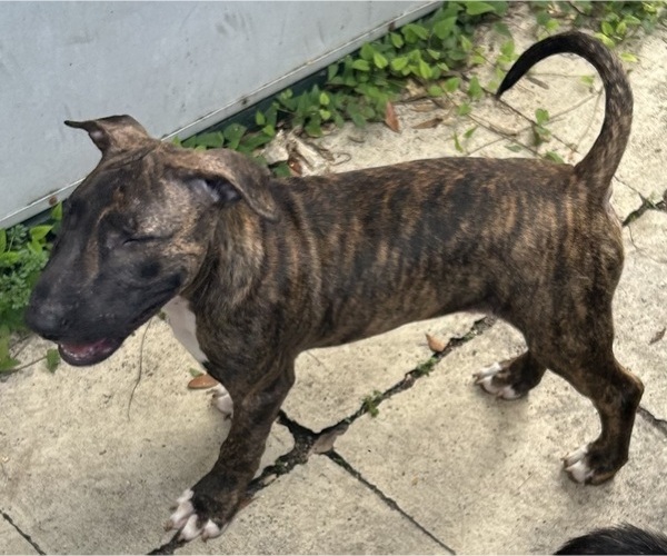 Medium Photo #10 Bull Terrier Puppy For Sale in LAND O LAKES, FL, USA