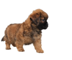 Small Photo #4 ShihPoo Puppy For Sale in SAN DIEGO, CA, USA