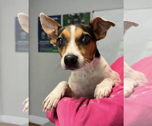 Jack Russell Terrier-Unknown Mix Dogs for adoption in Bolivar, MO, USA