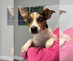 Small Jack Russell Terrier Mix