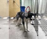 Small Siberian Husky Mix