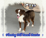 Small Miniature Australian Shepherd
