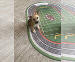Small Mutt
