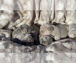 Small Photo #6 French Bulldog Puppy For Sale in PUEBLO, CO, USA