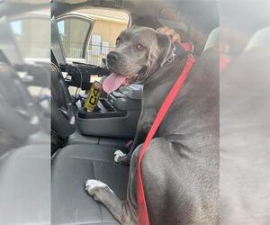 Mutt Dogs for adoption in Houston, TX, USA