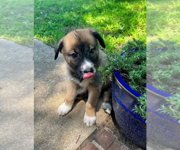 Medium Photo #1 German Shepherd Dog-Unknown Mix Puppy For Sale in Raleigh, NC, USA