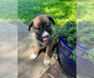 German Shepherd Dog-Unknown Mix Dogs for adoption in Raleigh, NC, USA
